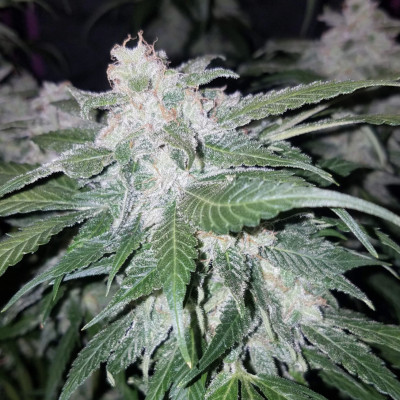 (Bild für) Tangie' Matic fem - zum Schließen ins Bild klicken