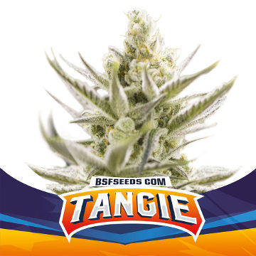 (Bild für) Auto Tangie XXL - zum Schließen ins Bild klicken