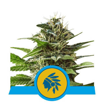 (Bild für) Tatanka Pure CBD feminized - zum Schließen ins Bild klicken