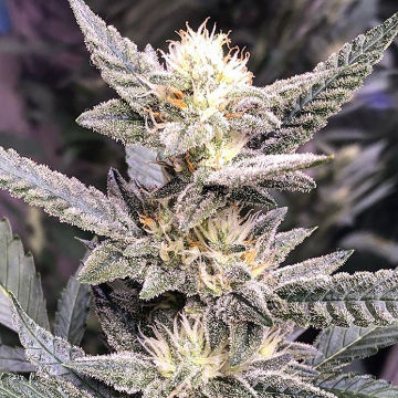 (Bild für) Terpenado - zum Schließen ins Bild klicken