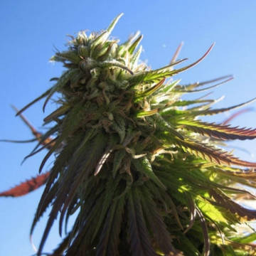 (Bild für) Texada Timewarp - zum Schließen ins Bild klicken