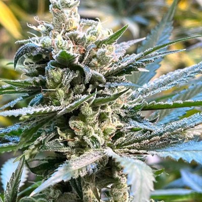 The Undercaker [Dark Horse Genetics] : cannabisseeds