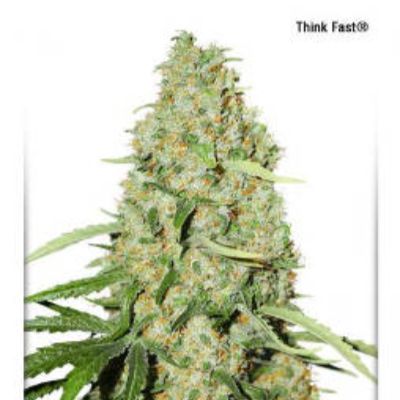 (Bild für) Think Fast - zum Schließen ins Bild klicken