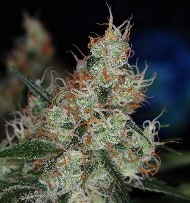 (Bild für) The third Dimension - zum Schließen ins Bild klicken