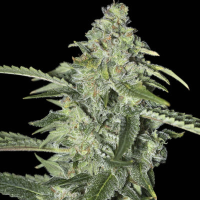 (Bild für) TNT Kush CBD fem - zum Schließen ins Bild klicken