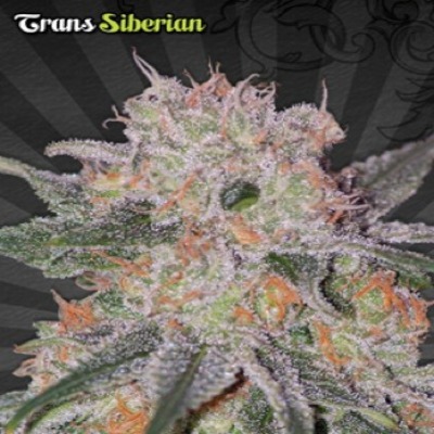 (Bild für) Trans Siberian Auto female - zum Schließen ins Bild klicken