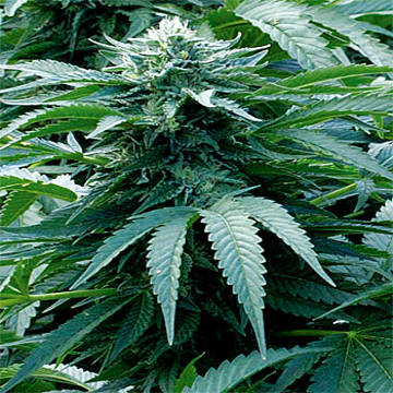 (Bild für) Trinity Kush - zum Schließen ins Bild klicken