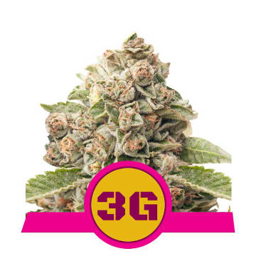 (image for) Triple G feminized