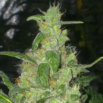(Bild für) Turing Autoflowering - zum Schließen ins Bild klicken