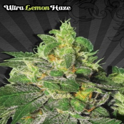 (Bild für) Ultra Lemon Haze Auto female - zum Schließen ins Bild klicken