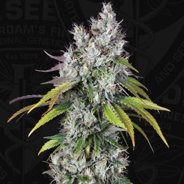 (image pour) Underdawg OG