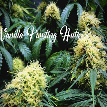 (Bild für) Vanilla Frosting Auto - zum Schließen ins Bild klicken