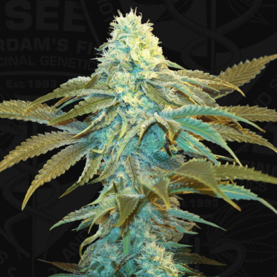 (imagen para) Vanilla Sundae