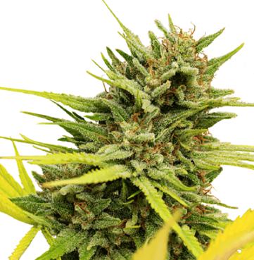 Cannabis seed online shop – offering premium quality services