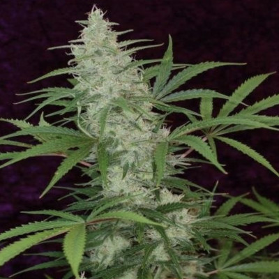 (Bild für) The Vortex - zum Schließen ins Bild klicken