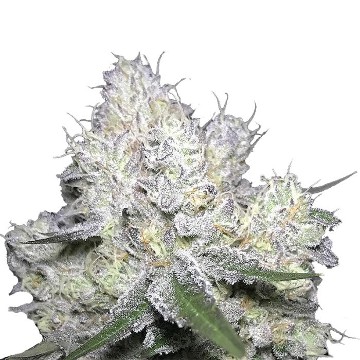 (Bild für) Weddingcake x Frosty Gelato fem - zum Schließen ins Bild klicken