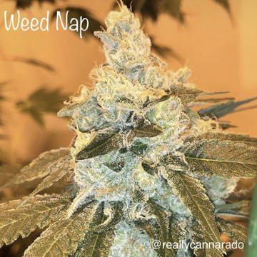 (Bild für) Weed Nap - zum Schließen ins Bild klicken