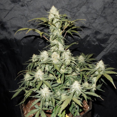 (Bild für) West Coast OG Auto fem - zum Schließen ins Bild klicken