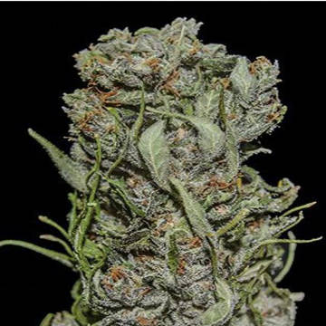 (Bild für) White Critical Express fem