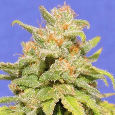 (imagen para) White Crystal Meth Auto