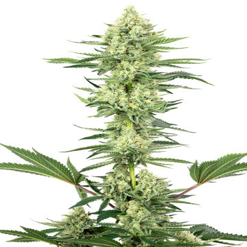 (Bild für) White Gorilla Haze fem - zum Schließen ins Bild klicken