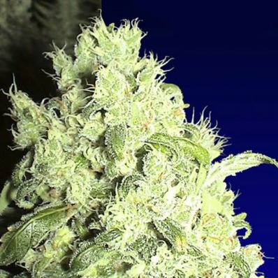 (Bild für) White Indica - zum Schließen ins Bild klicken