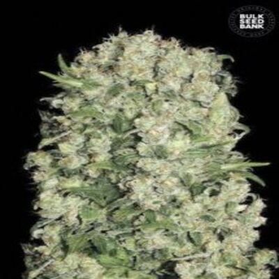 (Bild für) White Prussian female - zum Schließen ins Bild klicken