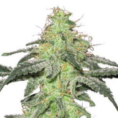 (image pour) White Skunk