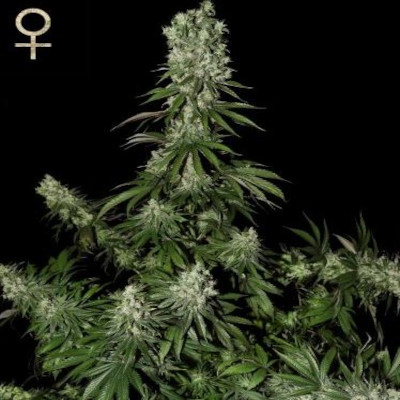 (Bild für) White Strawberry Skunk feminized - zum Schließen ins Bild klicken