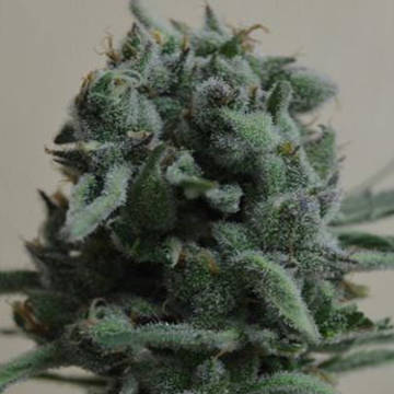 (imagen para) White Widow 47 fem