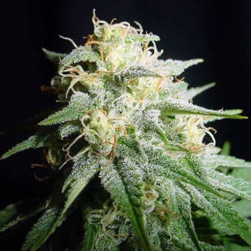 (Bild für) White Widow Automatic 5 fem - zum Schließen ins Bild klicken