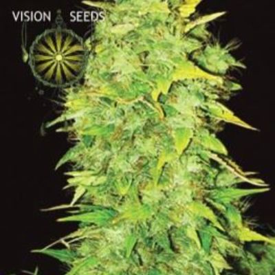 (Bild für) White Widow Auto fem - zum Schließen ins Bild klicken