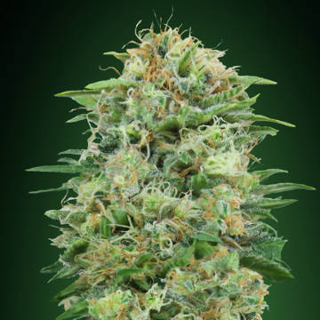 (Bild für) White Widow CBD fem - zum Schließen ins Bild klicken