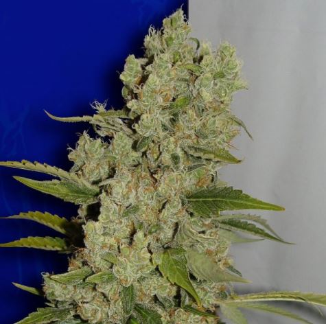 (Bild für) Ceres White Widow fem - zum Schließen ins Bild klicken