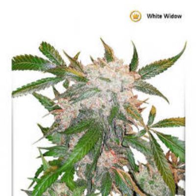 (Bild für) White Widow - zum Schließen ins Bild klicken