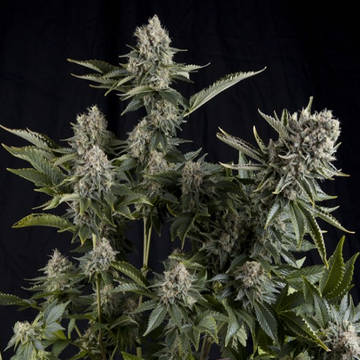 (image pour) White Widow female
