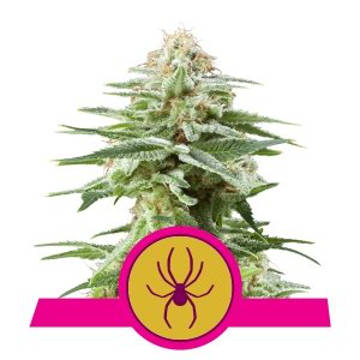 (image pour) White Widow fem / reg