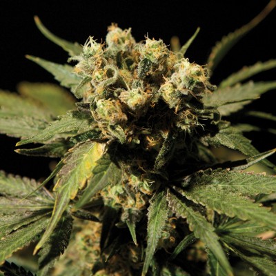 (Bild für) White Widow 5 regular - zum Schließen ins Bild klicken
