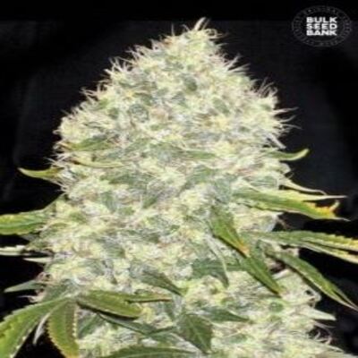 (Bild für) White Widow female - zum Schließen ins Bild klicken