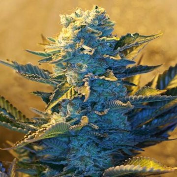 (Bild für) G13 White Widow 5 fem - zum Schließen ins Bild klicken