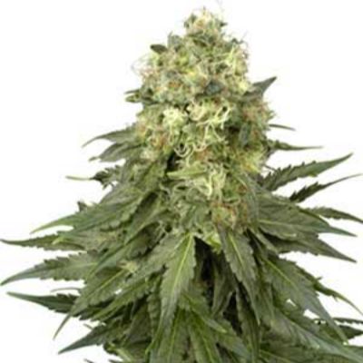 (Bild für) White Widow - zum Schließen ins Bild klicken