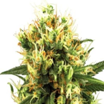 (image for) White Haze Automatic
