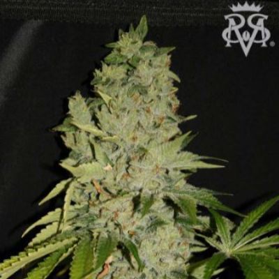 (Bild für) Wonder Kush - zum Schließen ins Bild klicken