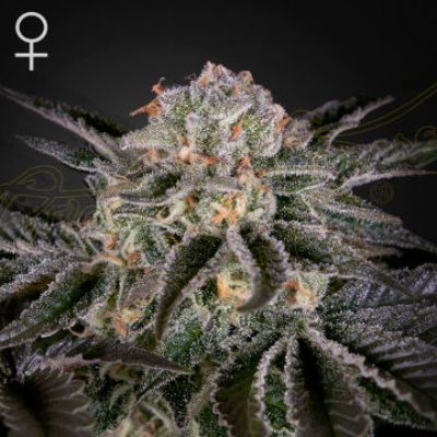 (image for) Wonder Pie female