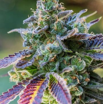 (Bild für) Wookie Orgasm - zum Schließen ins Bild klicken