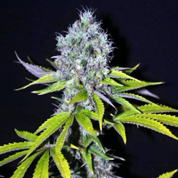 Yummy 5 fem Yummy 5 fem