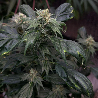 Z-Fuel SWAG [Terpy Z] | € 95,00 | Cannabis Seeds