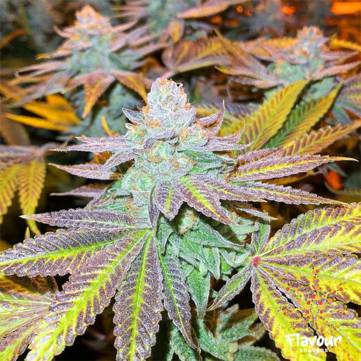 (Bild für) Zkittlez Glue 5 female - zum Schließen ins Bild klicken