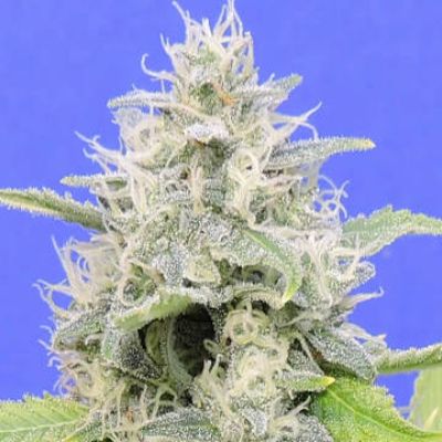 (Bild für) Zkittzy Gorilla aka Gorilla Zkittlez