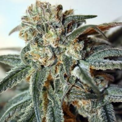 (Bild für) Zombie Kush female - zum Schließen ins Bild klicken